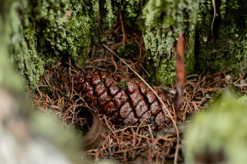 pine cone on a branch
