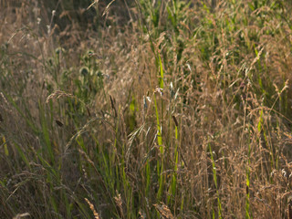 Grass and weeds during sunset