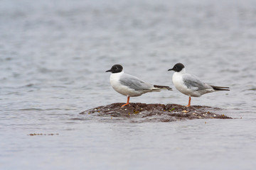 Bonaparte's Gulls couple on very small rock island in ocean