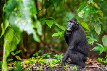 The Celebes crested macaque in the forest.  Crested black macaque, Sulawesi crested macaque, or the black ape. Natural habitat. Sulawesi Island. Indonesia.