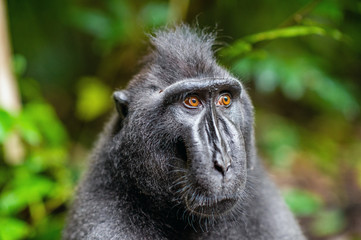 The Celebes crested macaque. Close up portrait.  Crested black macaque, Sulawesi crested macaque, or the black ape. Natural habitat. Sulawesi. Indonesia.