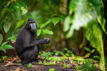 The Celebes crested macaque in the forest.  Crested black macaque, Sulawesi crested macaque, or the black ape. Natural habitat. Sulawesi Island. Indonesia.
