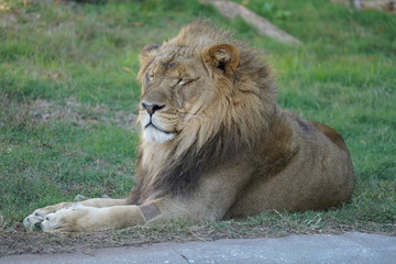 portrait of a lion