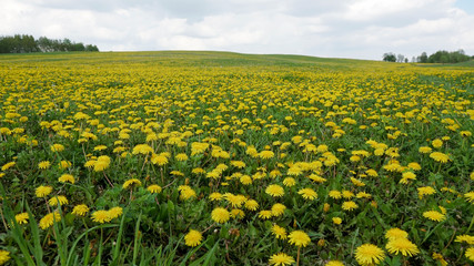 Field with yellow dandelions and blue sky