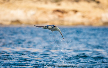 Mobula ray jumping out of the water. Front view. Mobula munkiana, known as the manta de monk, Munk's devil ray, pygmy devil ray, smoothtail mobula, is a species of ray in the family Myliobatida.