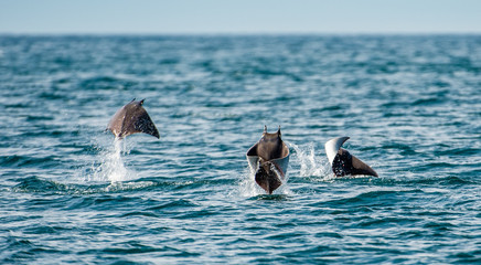 Obraz premium Mobula ray jumping out of the water. Mobula munkiana, known as the manta de monk, Munk's devil ray, pygmy devil ray, smoothtail mobula, is a species of ray in the family Myliobatida. Pacific ocean