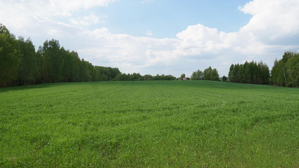 Green field, trees and blue sky.Great as a background