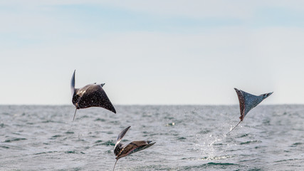 Mobula ray jumping out of the water. Mobula munkiana, known as the manta de monk, Munk's devil ray, pygmy devil ray, smoothtail mobula, is a species of ray in the family Myliobatida. Pacific ocean