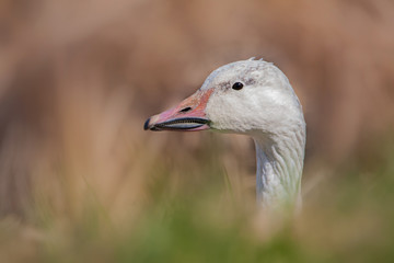 Portrait of Snow Goose sticking out its head in grass field