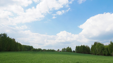 Green field, trees and blue sky.Great as a background