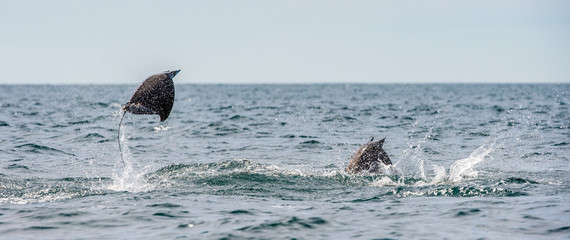 Fototapeta premium Mobula ray jumping out of the water. Mobula munkiana, known as the manta de monk, Munk's devil ray, pygmy devil ray, smoothtail mobula, is a species of ray in the family Myliobatida. Pacific ocean