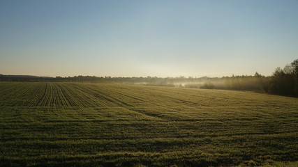 Art  landscape. field and morning fog