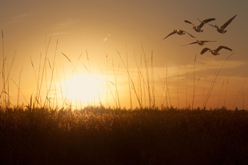 Geese gliding over grain field at sunset