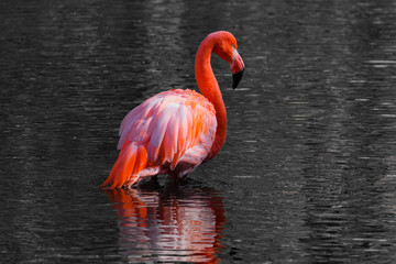 Red flamingo standing in black water