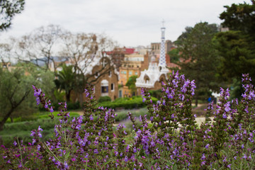 Purple flowers in foreground at Park Guell in Barcelona Spain