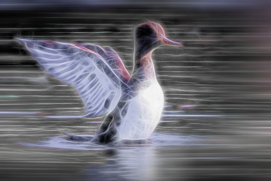 Luminous Duck taking flight from water