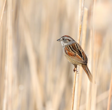 Swamp sparrow on cattail stem