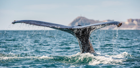 Tail fin of the mighty humpback whale above  surface of the ocean. Scientific name: Megaptera novaeangliae. Natural habitat. Pacific ocean, near the Gulf of California also known as the Sea of Cortez.