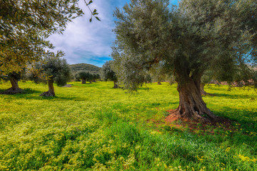 Plantation with many old olive trees and yellow blossoming meadow