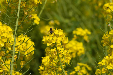 Horsefly on the rape blossom