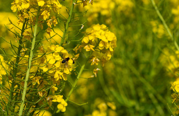 Horsefly on the rape blossom