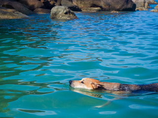Fototapeta premium The dog is looking for something in the water. Koh Phangan. Thailand