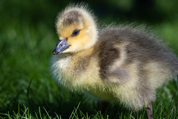 Newborn Gosling Resting Quietly on the Soft Green Grass