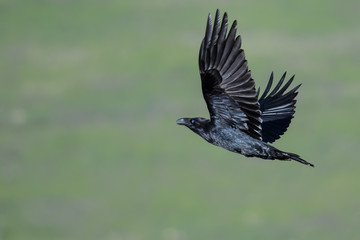 Common Black Raven Flying Over the Canyon Floor