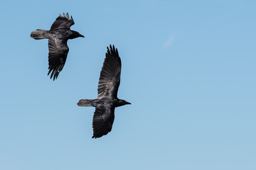 Two Common Ravens Flying in a Blue Sky