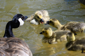 Obraz premium Newborn Goslings Learning to Swim and Argue Under the Watchful Eye of Mother