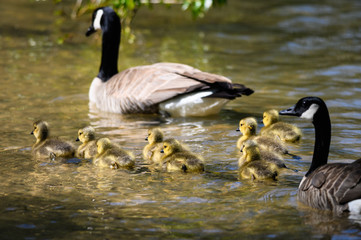 Adorable Newborn Goslings Swimming Beside Their Mother