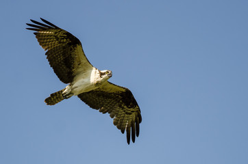 Lone Osprey Flying in a Blue Sky