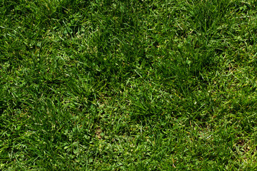 Green grass texture on a sunny day