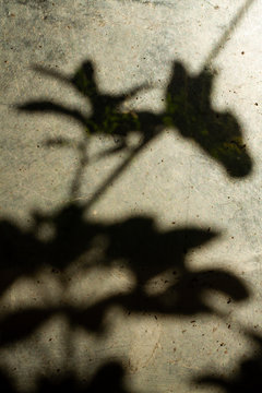 Silhouette of flowers seen through a dirty window