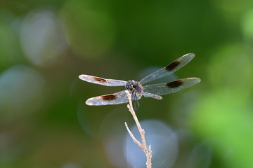 dragonfly in natural green surroundings