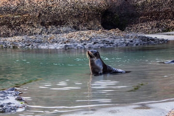 Seal in the water on the beach, south island, New Zealand.