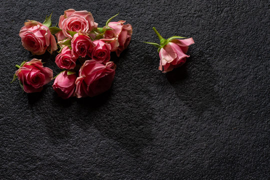Baby rose buds on a dark slate surface