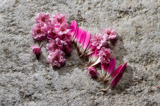 Cherry blossoms and pink daisy petals on mica surface