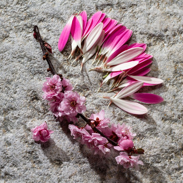 Cherry blossoms and pink daisy petals on mica surface