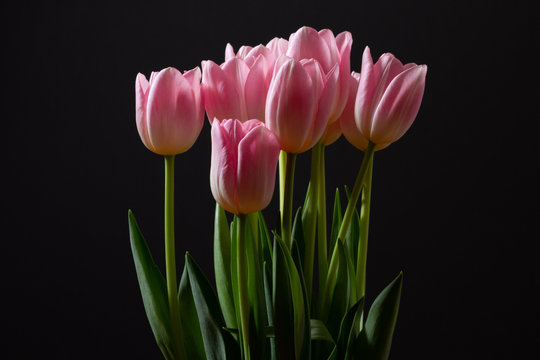 Pink tulips in front of a dark background