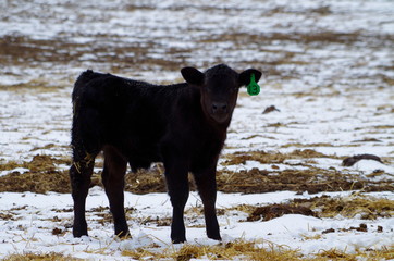 Calf 2