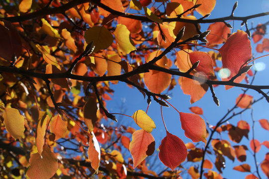 autumn leaves background 2