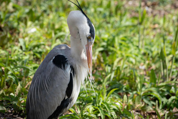 Grey heron closo-up