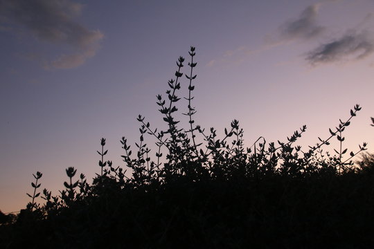 silhouette of a plant at sunset