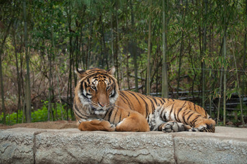 사파리의 뱅골호랑이