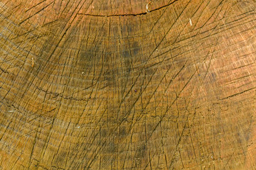 Natural wooden texture for the background. Cross section