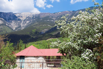 A spring landscape with a house and a flowering apple tree.