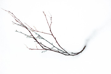 Dry branch fallen in white snow