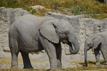 Obraz premium elefante