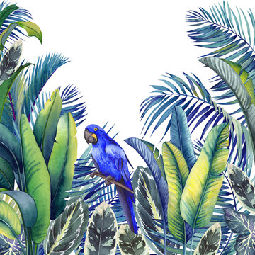 Tropical card with blue macaw parrot, palm trees, banana and calathea leaves. Watercolor illustration on white background.